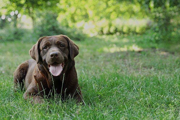 pet-shop-box pet-shop