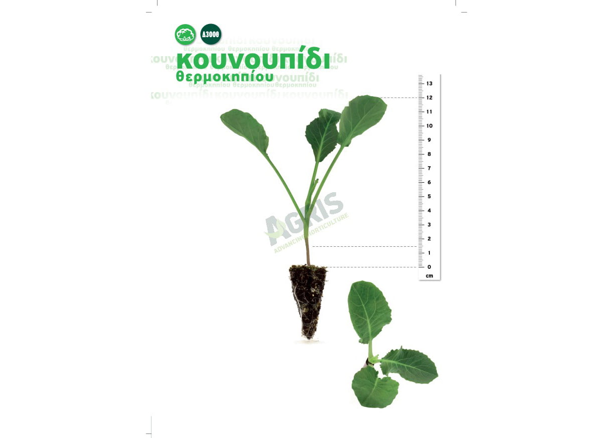 flyer_agris_koun kounoupidi