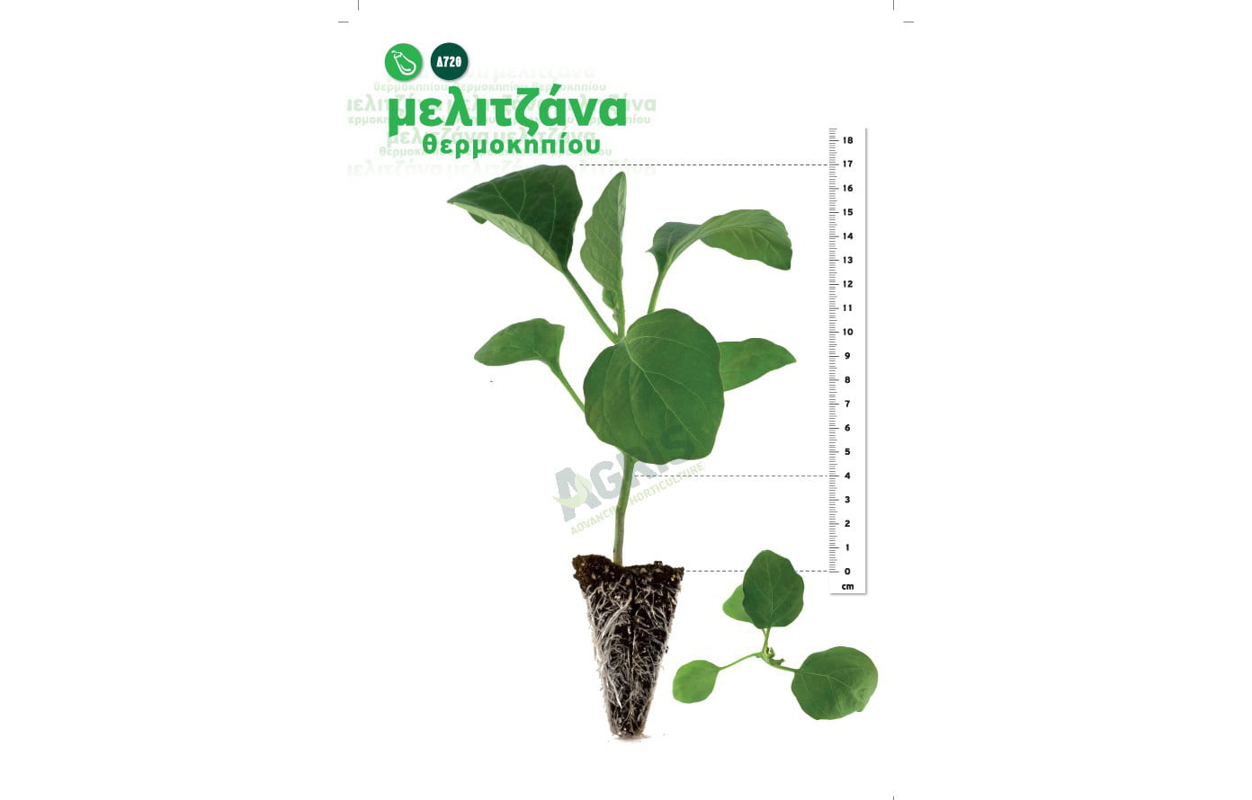 flyer_agris_melitzana_72 melitzana