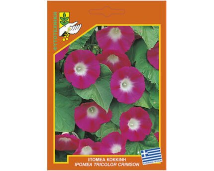 ipomea_kokkini